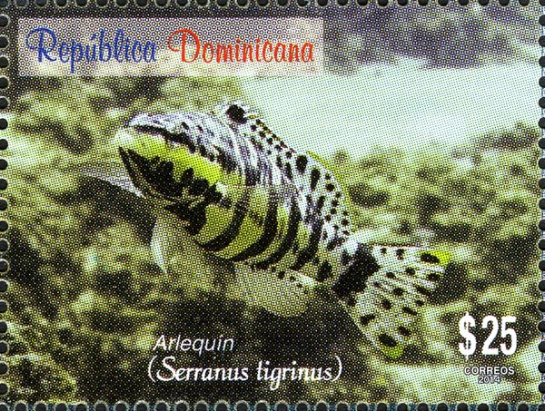 Harlequin Bass (Serranus tigrinus)