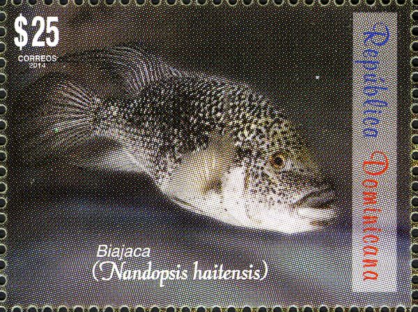 Haitian Cichlid (Nandopsis haitensis)