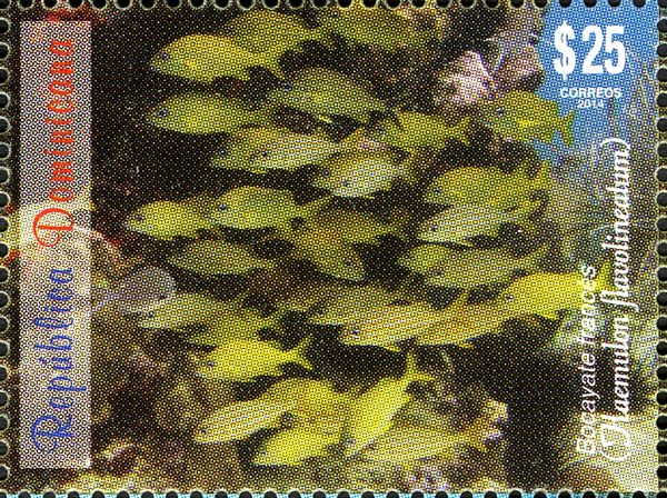 Yellow Gorette (Haemulon flavolineatum)