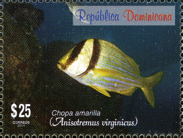 Atlantic Porkfish (Anisotremus virginicus)