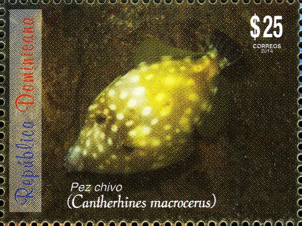 Whitespotted Filefish (Cantherhines macrocerus)
