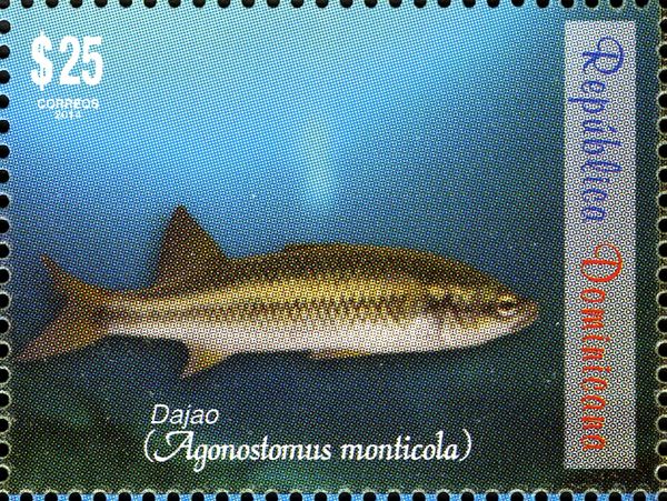 Mountain Mullet (Agonostomus monticola)