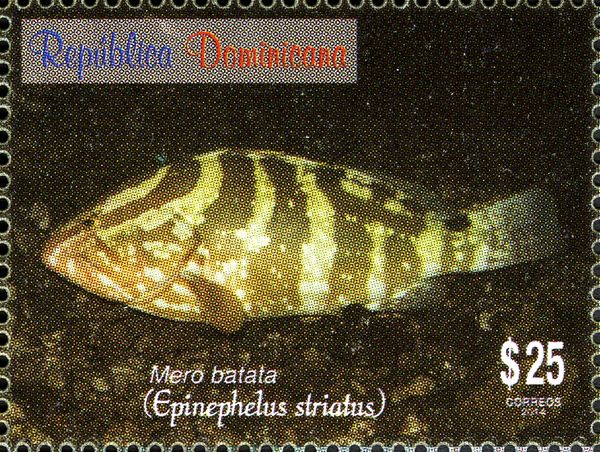 Nassau Grouper (Epinephelus striatus)