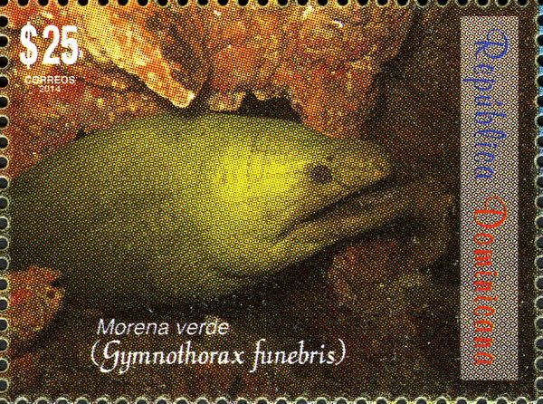 Green Moray (Gymnothorax funebris)