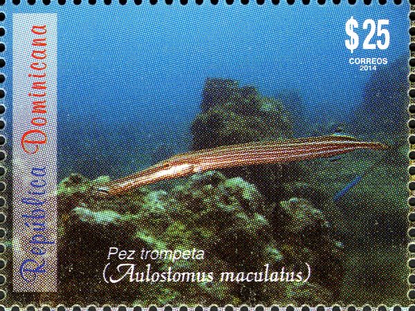 Trumpetfish (Aulostomus maculatus)
