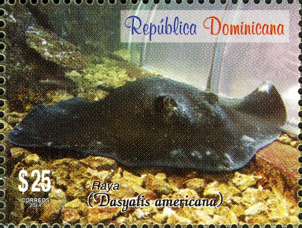Southern Stingray (Dasyatis americana)