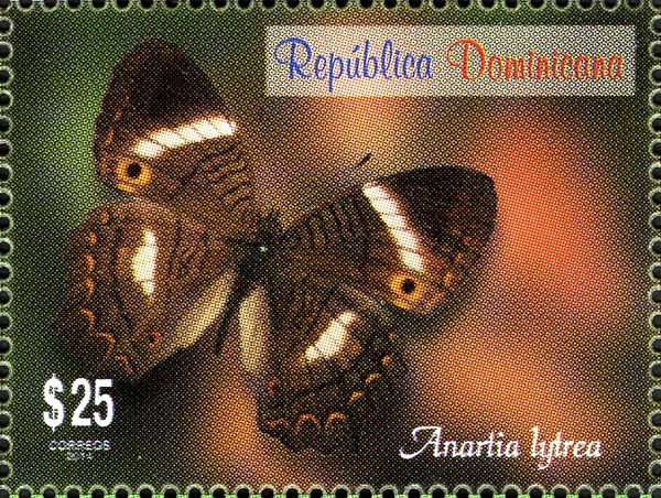 Godart's Peacock (Anartia lytrea)