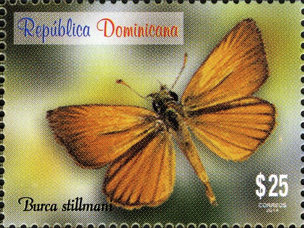 Stillman's Skipper (Burca stillmani)