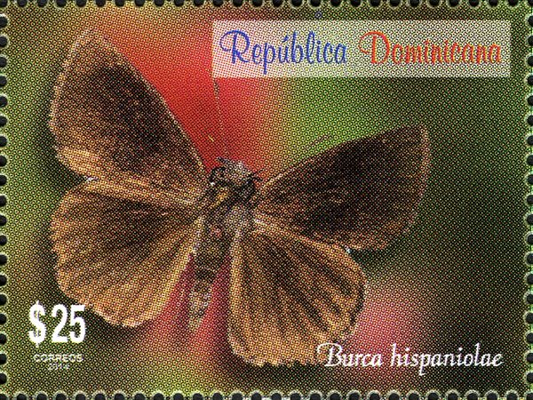 Hispaniolan Skipper (Burca hispaniolae)