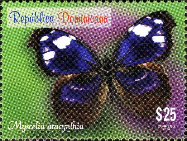 Hispaniolan Bluewing (Myscelia aracynthia)