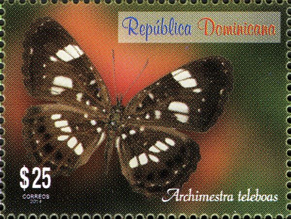 Nymphalid Butterfly (Archimestra teleboas)