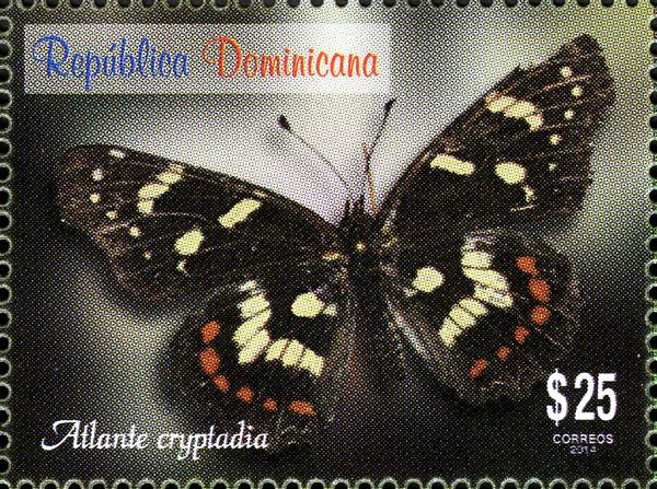 Butterfly (Atlante cryptadia)