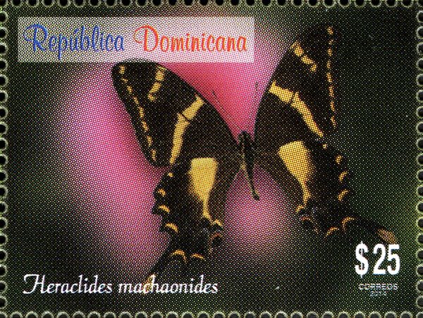 Machaonides Swallowtail (Heraclides machaonides)