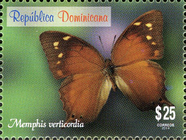 Hispaniolan Leafwing (Memphis verticordia)