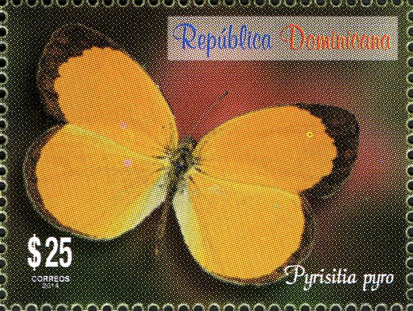 Pyro Orange (Pyrisitia pyro)