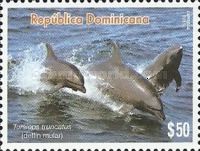 Common Bottlenose Dolphin (Tursiops truncatus)