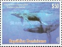 Humpback Whale (Megaptera novaeangliae)