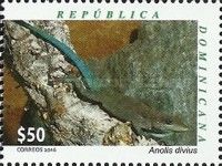 Baoruco Blue Anole (Anolis divius)
