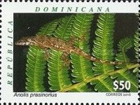 Baoruco Green Twig Anole (Anolis prasinorius)