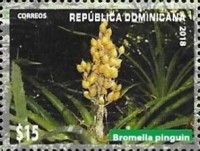 Bromelia pinguin