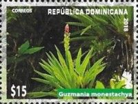 Guzmania monostachia