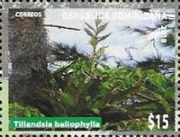 Tillandsia baliophylla