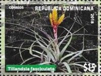Tillandsia fasciculata