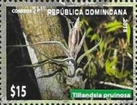 Tillandsia pruinosa