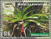 Vriesea incurva
