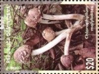 Chlorophyllum molybdites