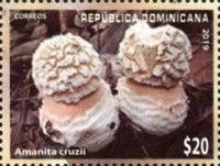 Amanita cruzii