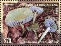 Entoloma aff. altissimum