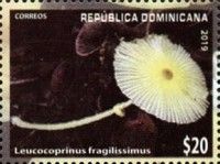 Leucocoprinus fragilissimus