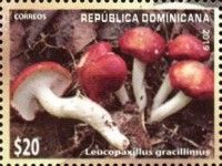 Leucopaxillus gracillimus