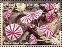 Marasmius tageticolor