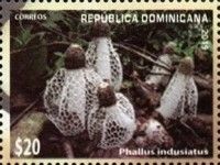 Phallus indusiatus