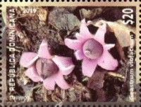 Geastrum violaceum