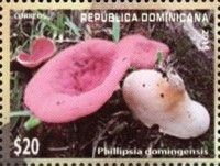 Phillipsia domingensis