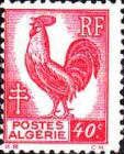 Gallic Cock (Gallus gallus domesticus)