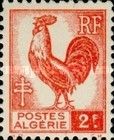 Gallic Cock (Gallus gallus domesticus)