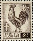 Gallic Cock (Gallus gallus domesticus)