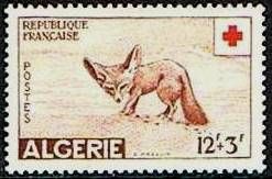 Fennek (Fennecus zerda)