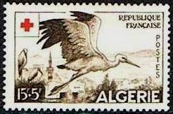 White Stork (Ciconia ciconia)