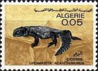 North African Spiny-tailed Lizard (Uromastix acanthinurus)
