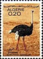 Common Ostrich (Struthio camelus)