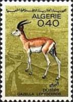 Slender-horned Gazelle (Gazella leptoceros)