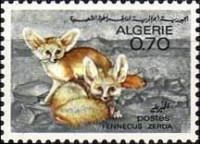 Fennek (Fennecus zerda)