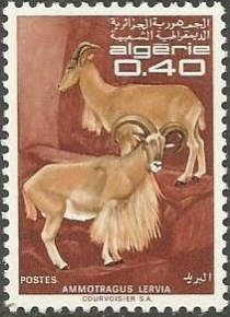 Barbary Sheep (Ammotragus lervia)