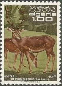 Barbary Stag (Cervus elaphus barbarus)
