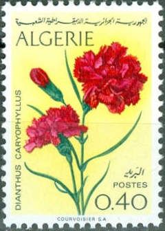 Carnation (Dianthus caryophyllus)